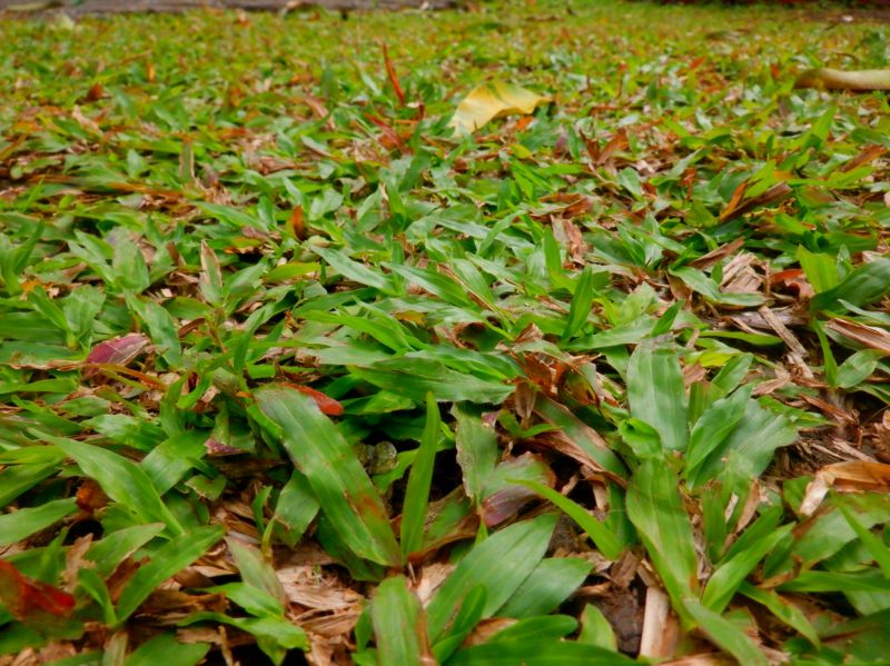 Bermuda Grass Seeding