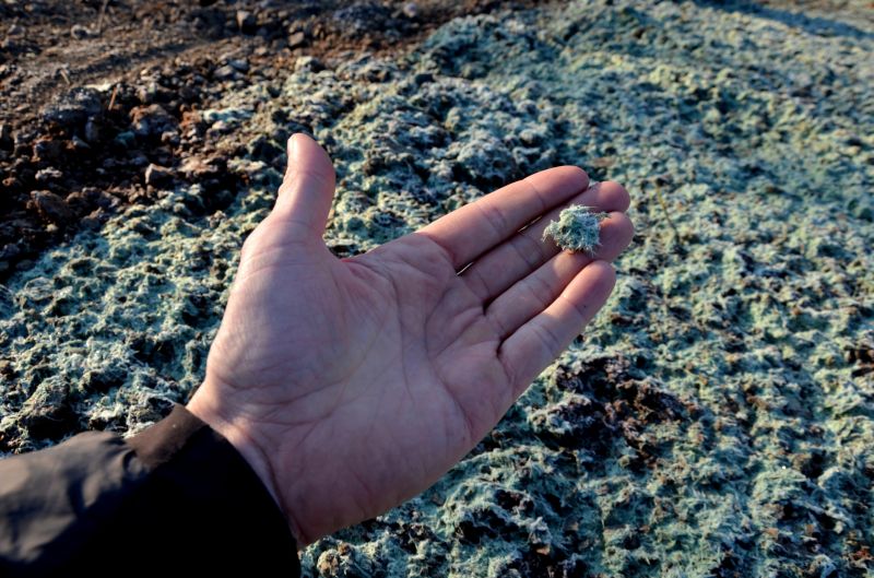 Lawn Hydroseeding detail