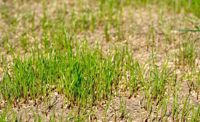 Liquid Grass Seeding