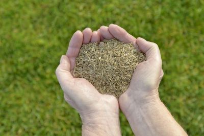 Lawn Seeding Consultation