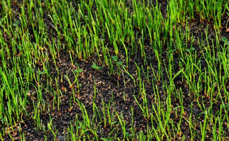 New Lawn Establishment