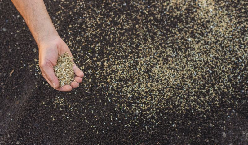 Residential Lawn Seeding