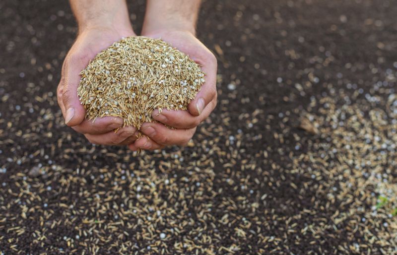 What To Expect During A Professional Seeding Service