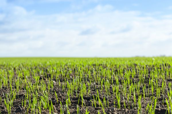 Lawn Seeding Service