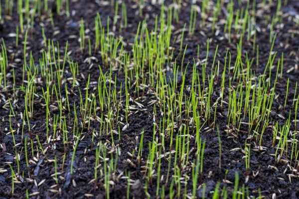 Bermuda Grass Seeding in Allentown