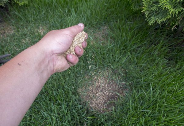 Grass Planting Service in Allentown