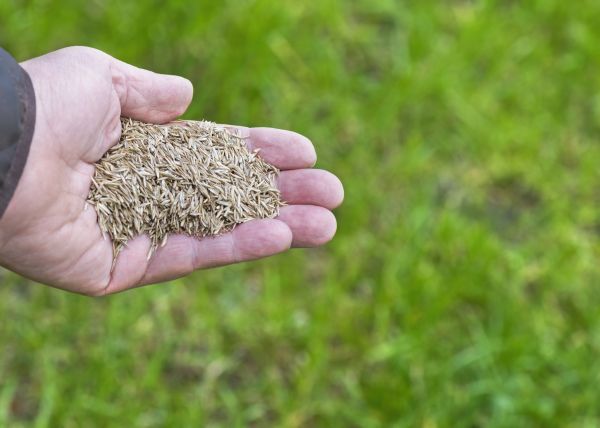 Spring Grass Seeding in Allentown