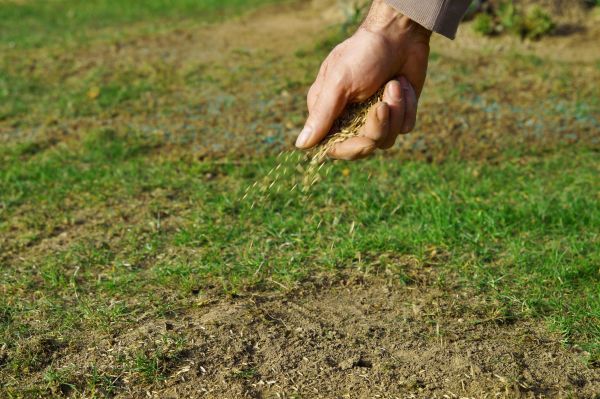 Fall Lawn Seeding in Allentown