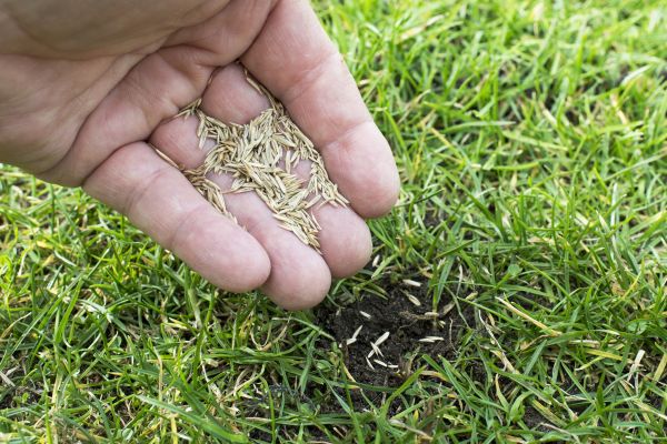 Yard Overseeding in Allentown